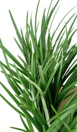 Lily Grass Foliage By Case